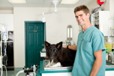 Buying A Veterinary Practice